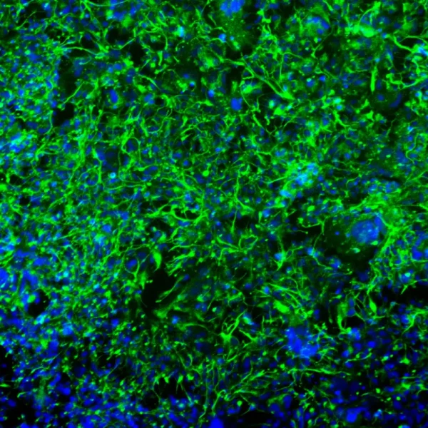 Trailhead Biosystems Oligodendrocyte Cells