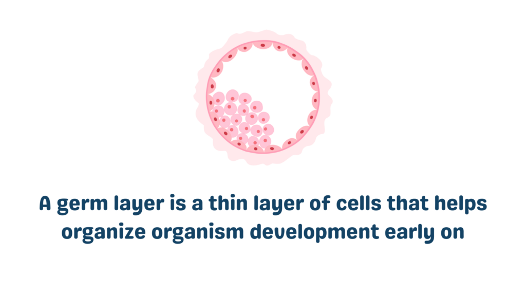 Answered what are the three primary germ layers 