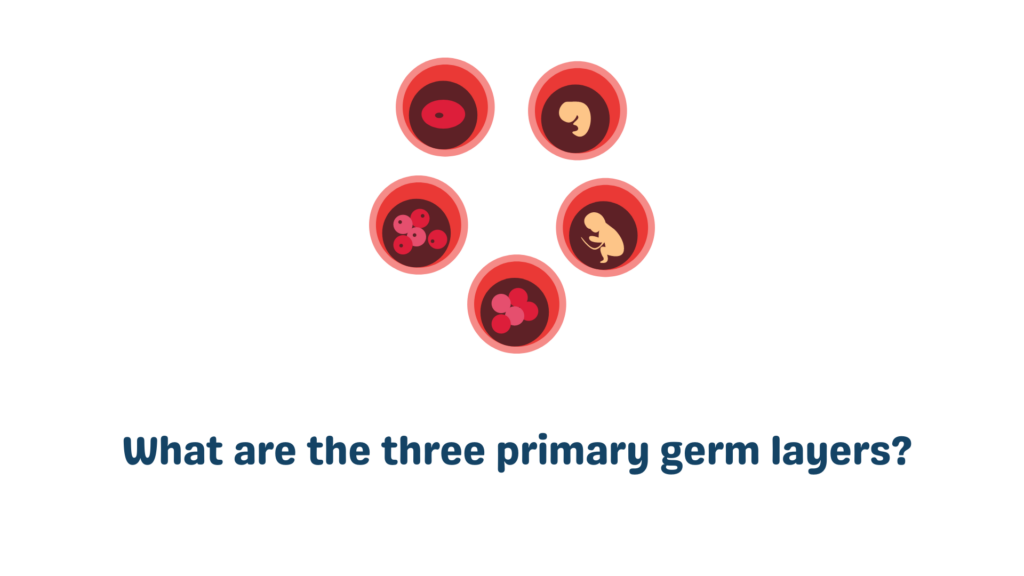 Answered: What are the three primary germ layers?