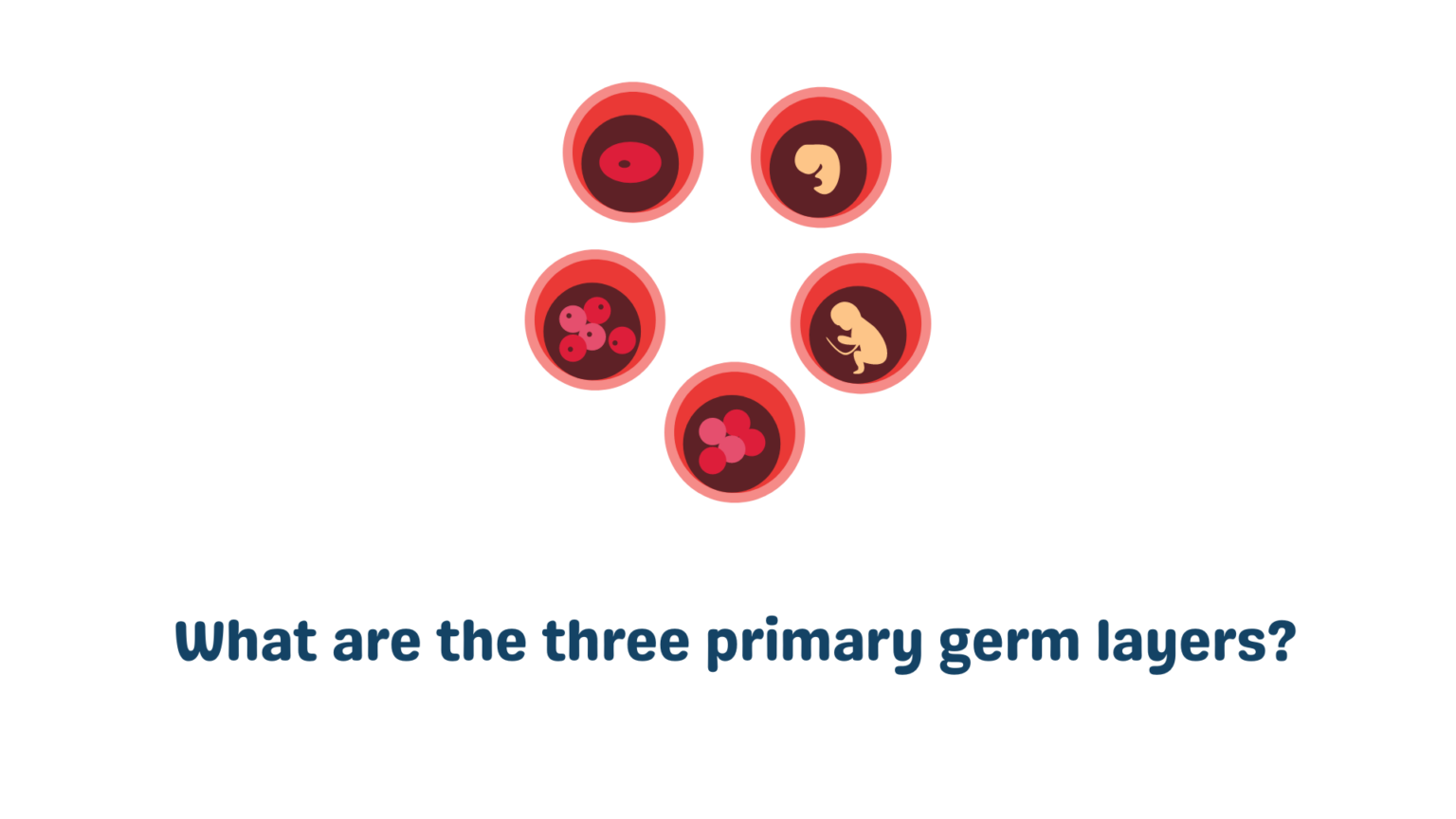 Answered what are the three primary germ layers 