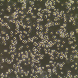 TrailBio™ Hematopoetic Stem Progenitor Cells