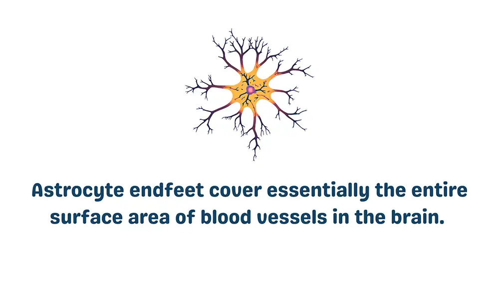 Cells in the Blood Brain Barrier: Astrocytes