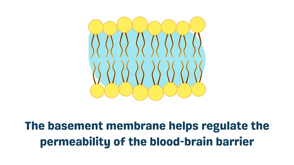 Cells in the Blood Brain Barrier: Basement Membrane