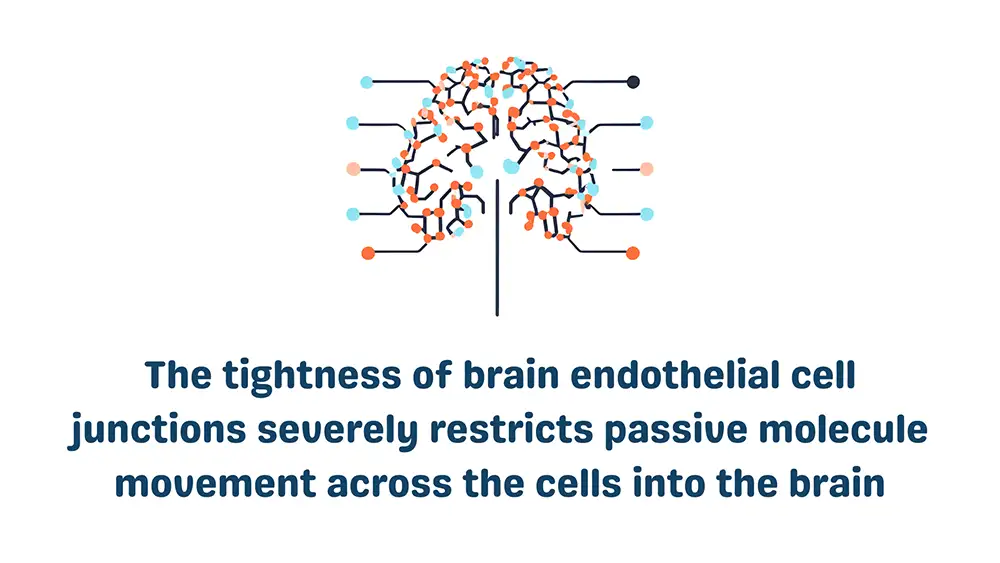 Cells in the Blood Brain Barrier: Brain Endothelia Junctions