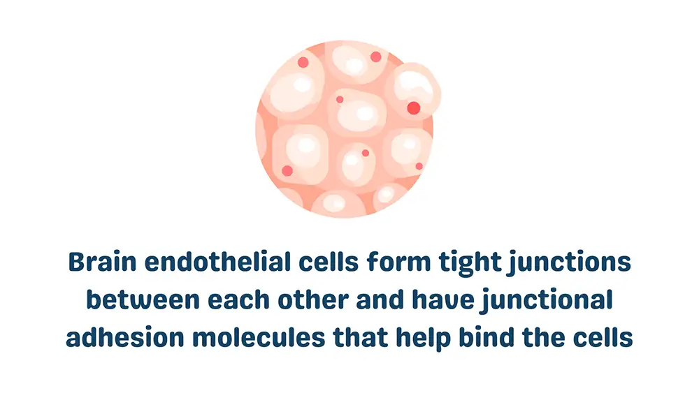 Cells in the Blood Brain Barrier: Brain Endothelial Cells