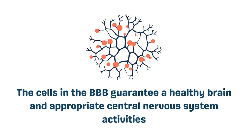 Cells in the Blood Brain Barrier: Cells in the BBB