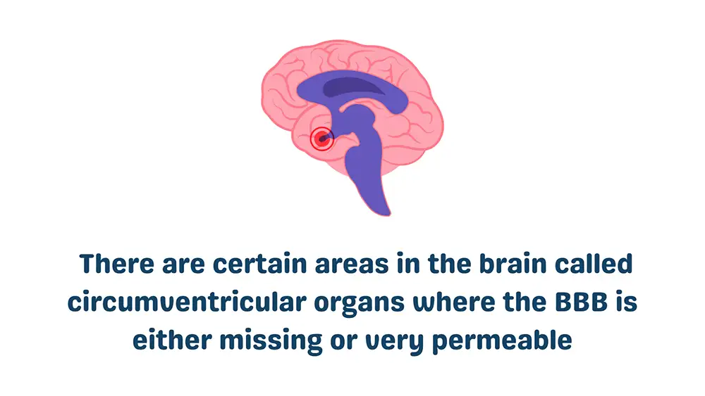 Cells in the Blood Brain Barrier: CVO