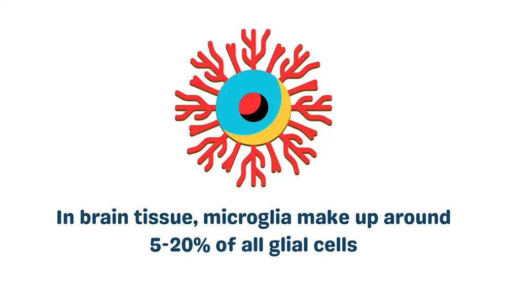 Cells in the Blood Brain Barrier: Microglia