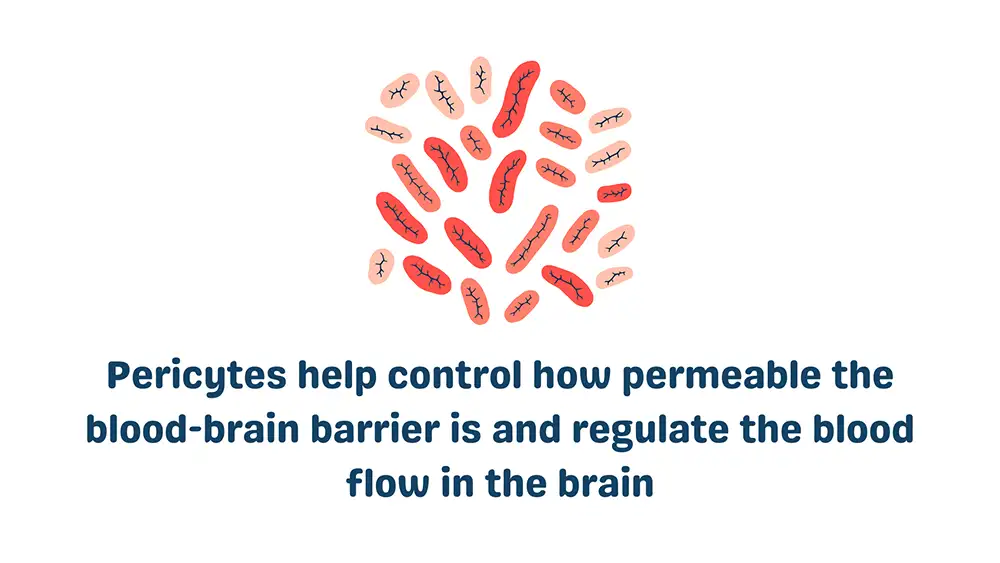 Cells in the Blood Brain Barrier: Pericytes