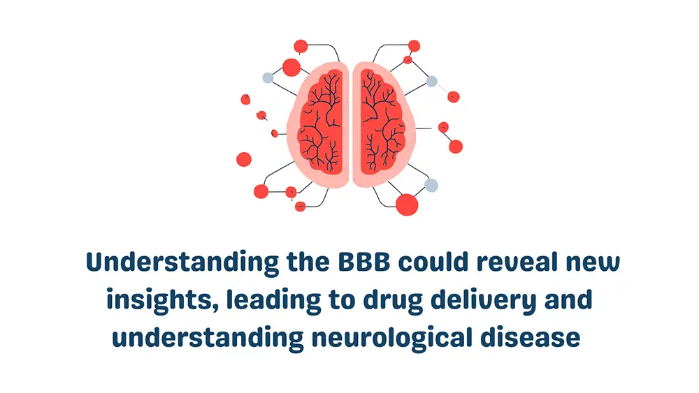 Cells in the Blood Brain Barrier: Understanding BBB