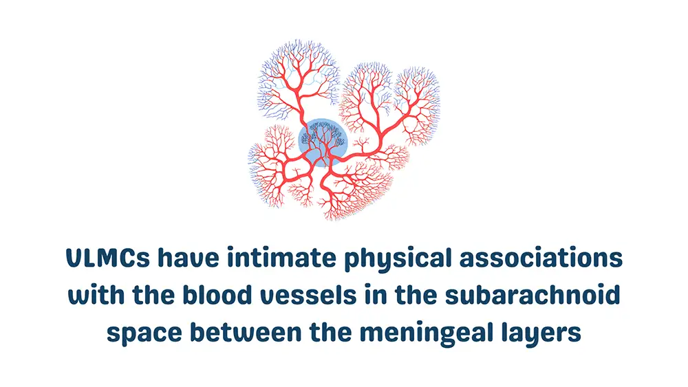 Cells in the Blood Brain Barrier: VLMC