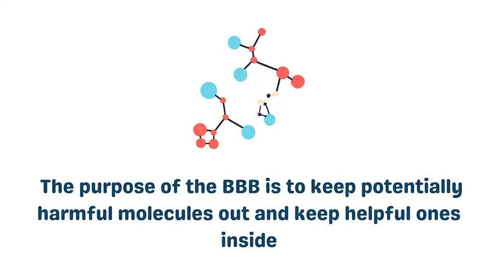 Cells in the Blood Brain Barrier: What is the BBB