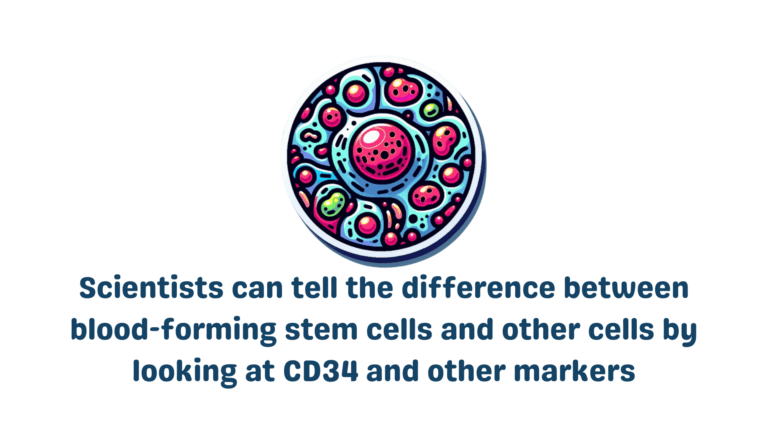 Everything you need to know about CD34 | Trailhead Biosystems