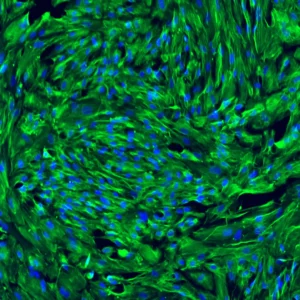 VLMC Cell Image Blog Background