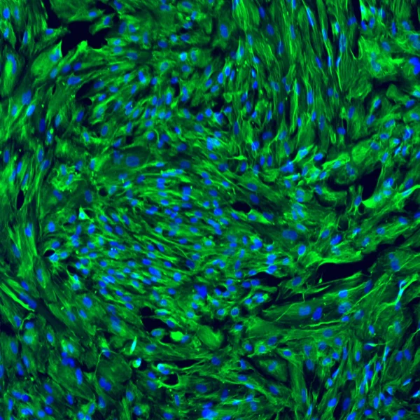 TrailBio VLMC VIM Cell Image