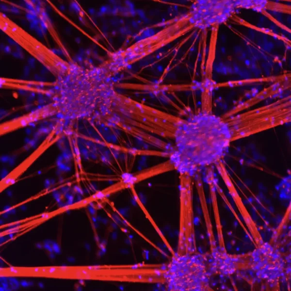 TrailBio A9 Dopaminergic Neurons TUBB3/DAPI