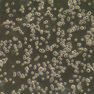 Thawed TrailBio Hematopoietic Progenitor Cells HPCs