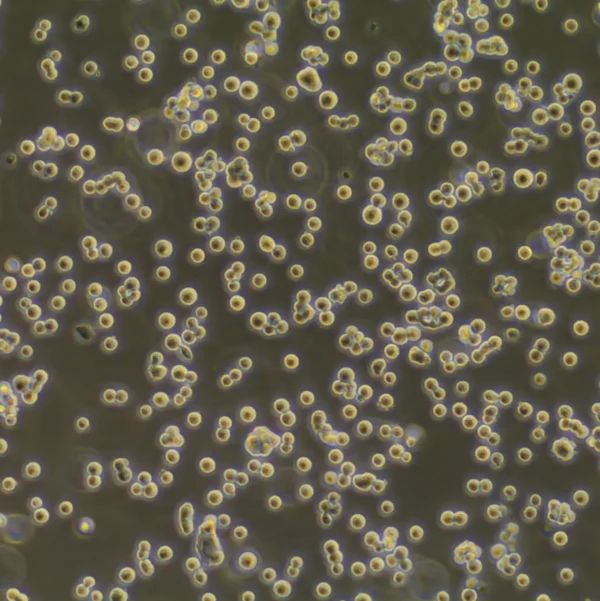 Thawed TrailBio Hematopoietic Progenitor Cells HPCs