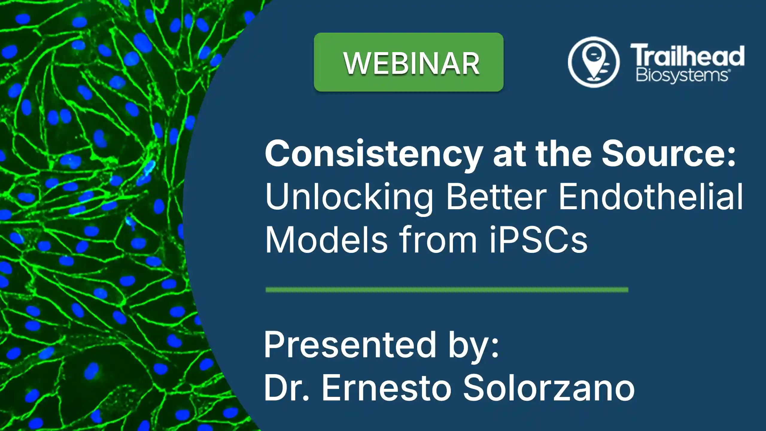iPSC Endothelial Cells Webinar 2026 Video Cover Image